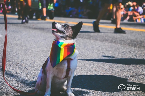 預防寵物走丟方式千千萬，飛利浦智能鎖，讓寵物在家更安全