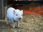 皇迪智能鎖:為客戶提供舒適便捷的智能生活環(huán)境