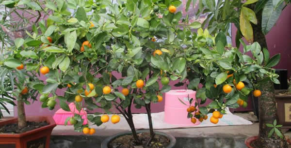 有了指紋鎖，終于不用藏鑰匙了